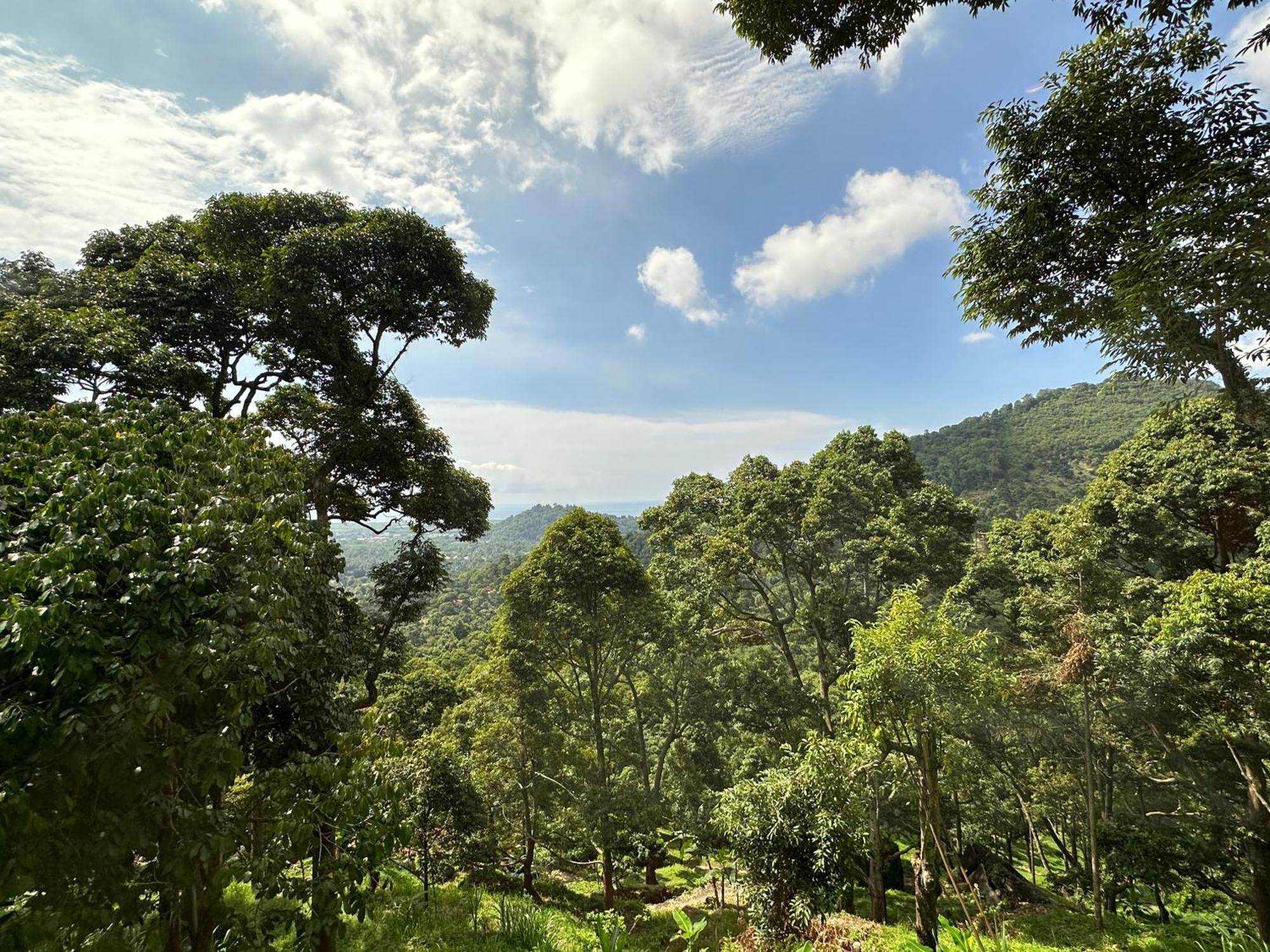 Villa Bao Sheng Durian Farm Balik Pulau Esterno foto